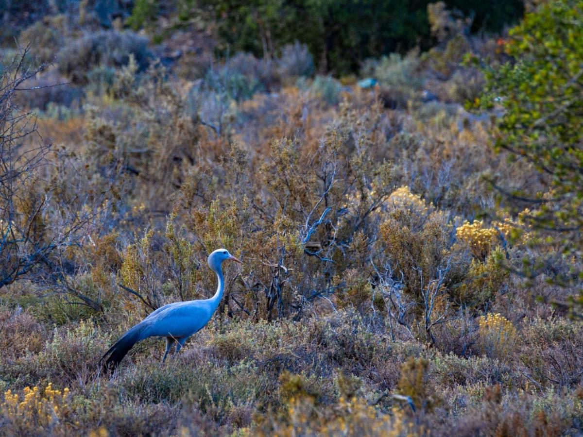 Rooiberg Wild Private Game Reserve Ladismith Kültér fotó