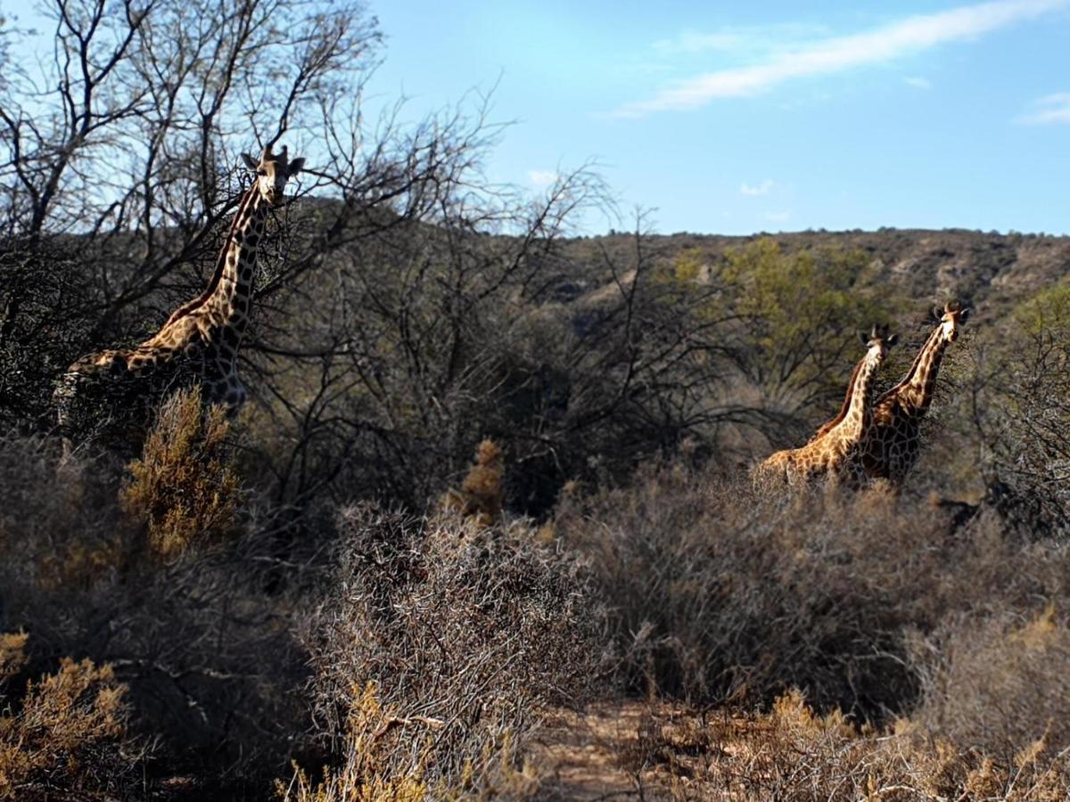 Rooiberg Wild Private Game Reserve Ladismith Kültér fotó