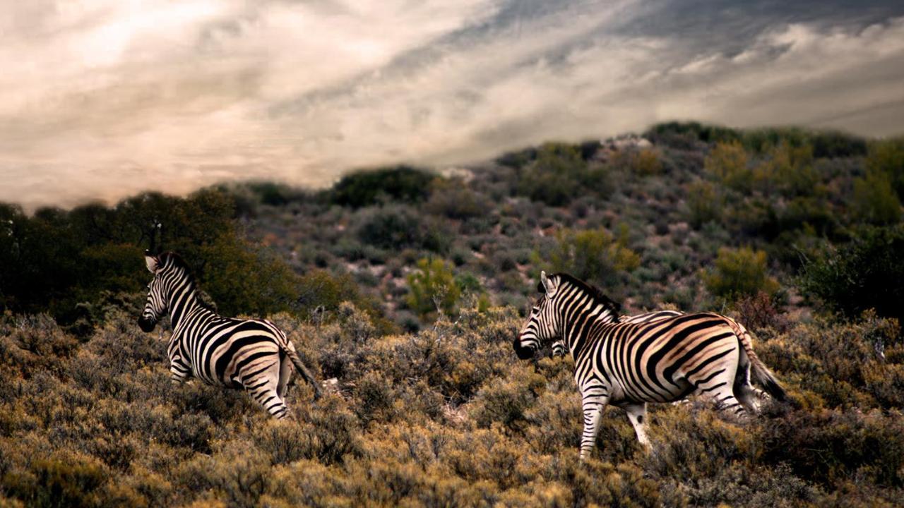 Rooiberg Wild Private Game Reserve Ladismith Kültér fotó